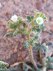 Phacelia ivesiana