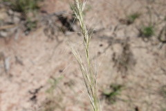 Aristida latifolia