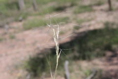 Aristida latifolia