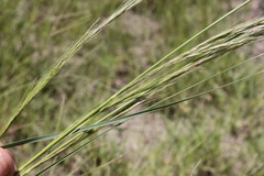 Aristida latifolia