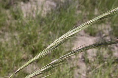 Aristida latifolia