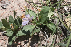Brunoniella