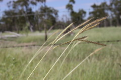 Dichanthium fecundum