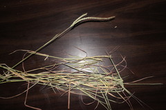 Dichanthium fecundum