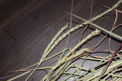 Dichanthium fecundum