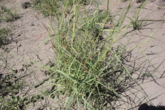 Dichanthium fecundum