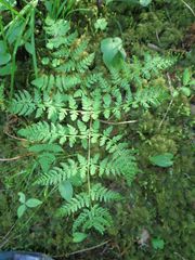 Athyrium spinulosum