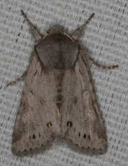 Lacinipolia patalis