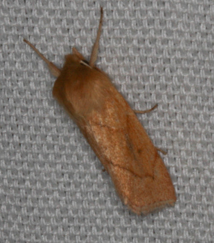 V-lined Quaker photo 4