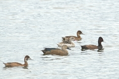 Netta erythrophthalma