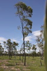 Eucalyptus brownii