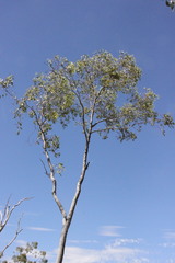 Eucalyptus brownii