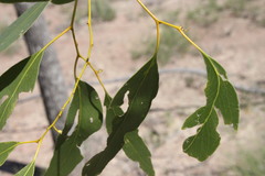 Eucalyptus brownii
