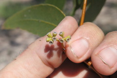 Eucalyptus brownii