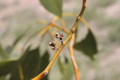Eucalyptus brownii