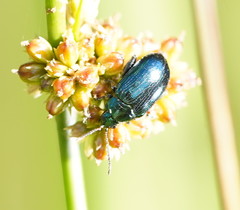 Arsipoda chrysis