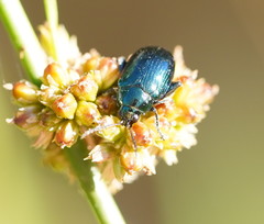 Arsipoda chrysis