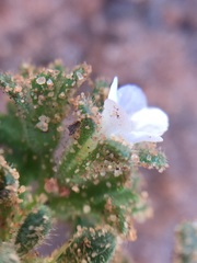 Phacelia ivesiana