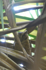 Otus lempiji