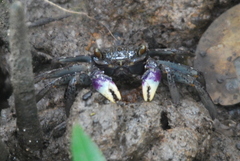 Episesarma versicolor