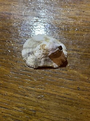 Patella ulyssiponensis