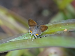 Hypolycaena thecloides