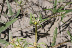 Portulaca filifolia