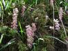 Common Toothwort - Photo (c) nz_willowherb, some rights reserved (CC BY)