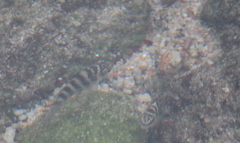 Abudefduf declivifrons