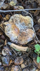 Cortinarius lilacinocolossus