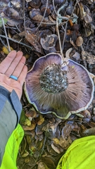 Cortinarius lilacinocolossus