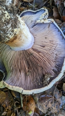 Cortinarius lilacinocolossus