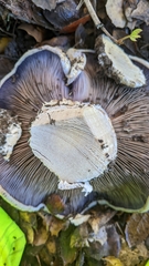 Cortinarius lilacinocolossus