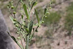 Phyllanthus lacerosus