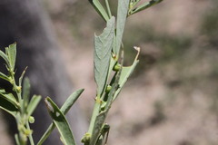 Phyllanthus lacerosus