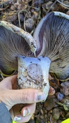 Cortinarius lilacinocolossus