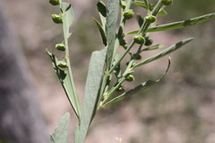 Phyllanthus lacerosus