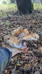 Cortinarius lilacinocolossus