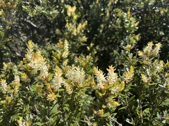 Orites lancifolius