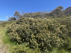 Orites lancifolius