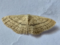 Scopula lactaria