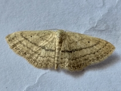 Scopula lactaria
