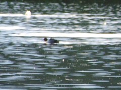 Aythya ferina