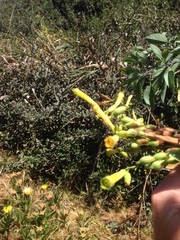 Nicotiana glauca