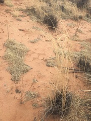 Sporobolus flexuosus