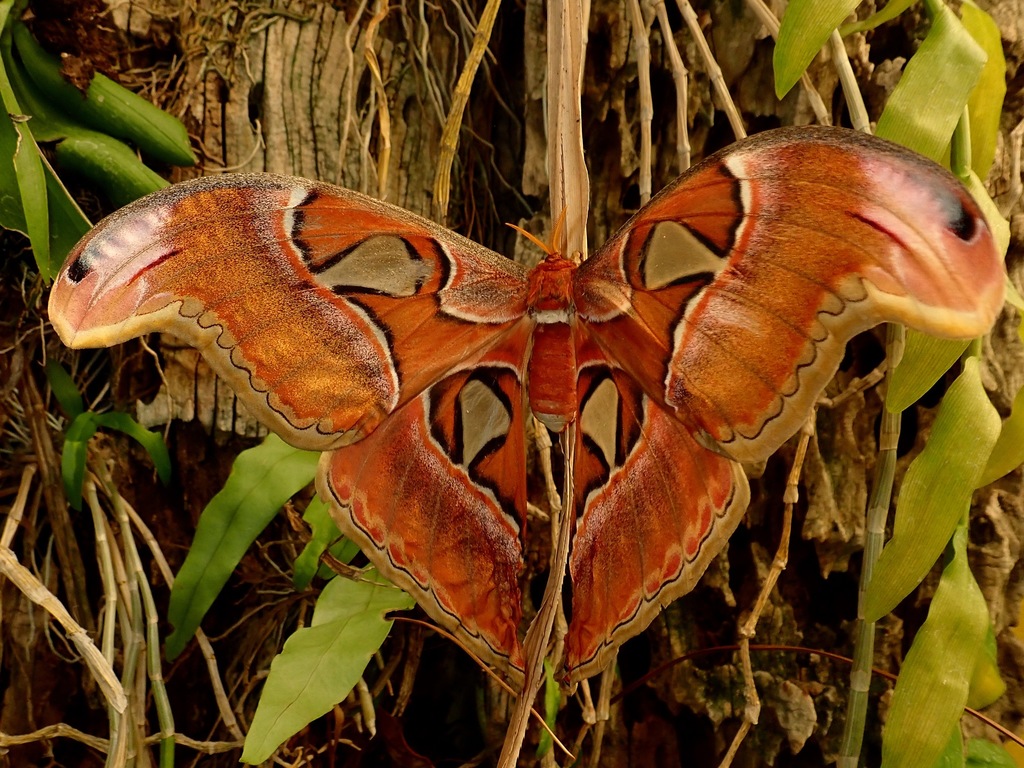 Attacus lemairei