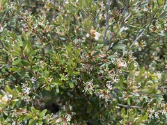 Grevillea australis