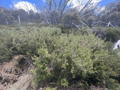 Grevillea australis