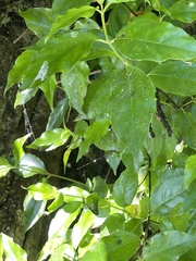 Geniostoma ligustrifolium