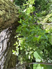 Geniostoma ligustrifolium
